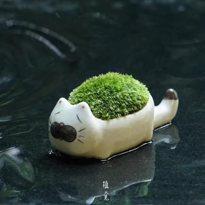 植觉 | 猫苔藓 顺丰发货｜微景观盆栽绿植盆景室内桌面摆件