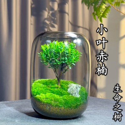 【生命之树】创意桌面苔藓微景观成品盆景好养鲜活绿植生态瓶盆栽